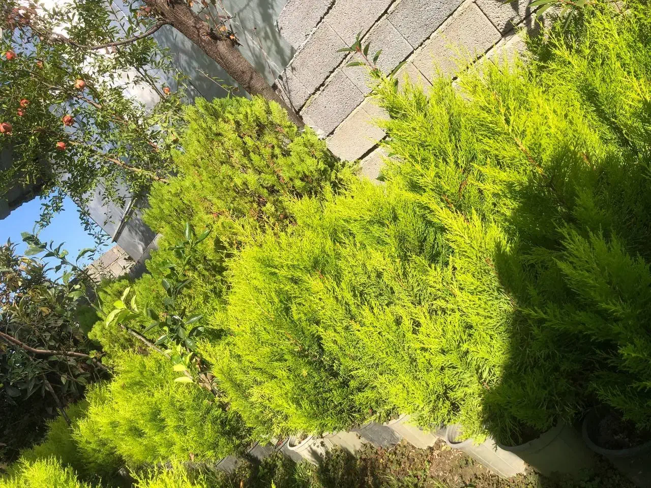 فروش لاوسون(کاج طلایی)|گل و گیاه طبیعی|کتالم و سادات شهر, |دیوار