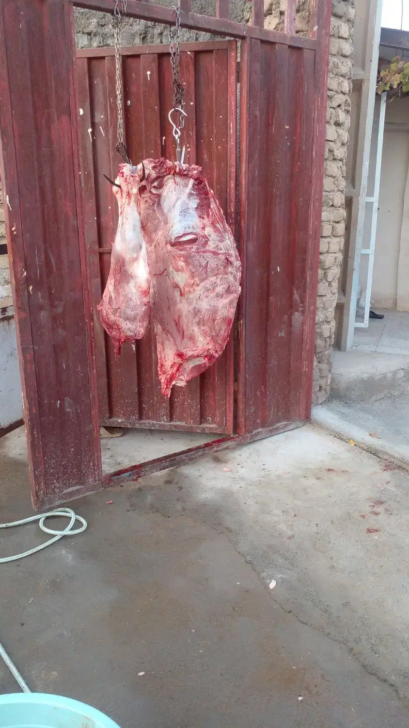 ق ص ا ب سلاخ تعدادوتکی کشتار درمحل گوسفندگوسال بز|خدمات پذیرایی، مراسم|بروجرد, |دیوار