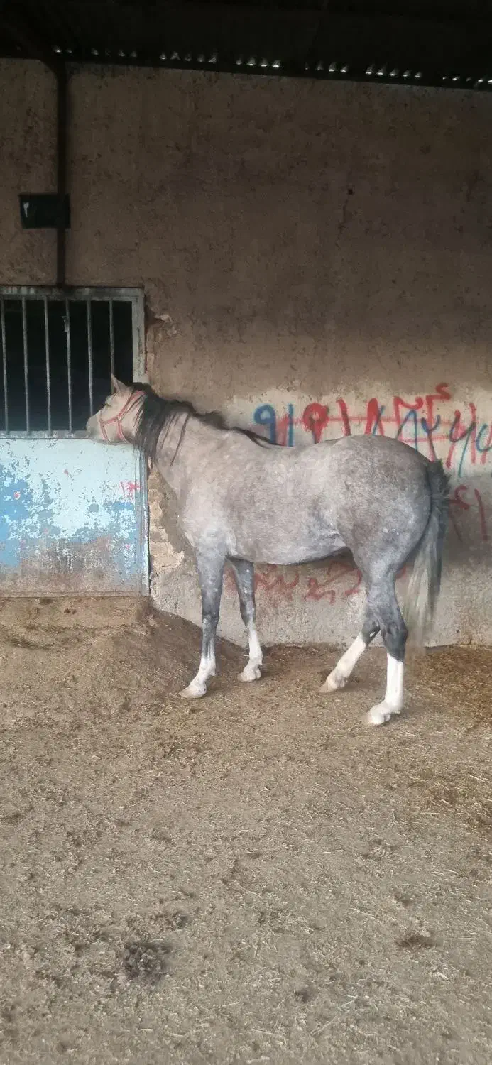 یک راس مادیان|اسب و تجهیزات اسب‌سواری|قزوین, |دیوار