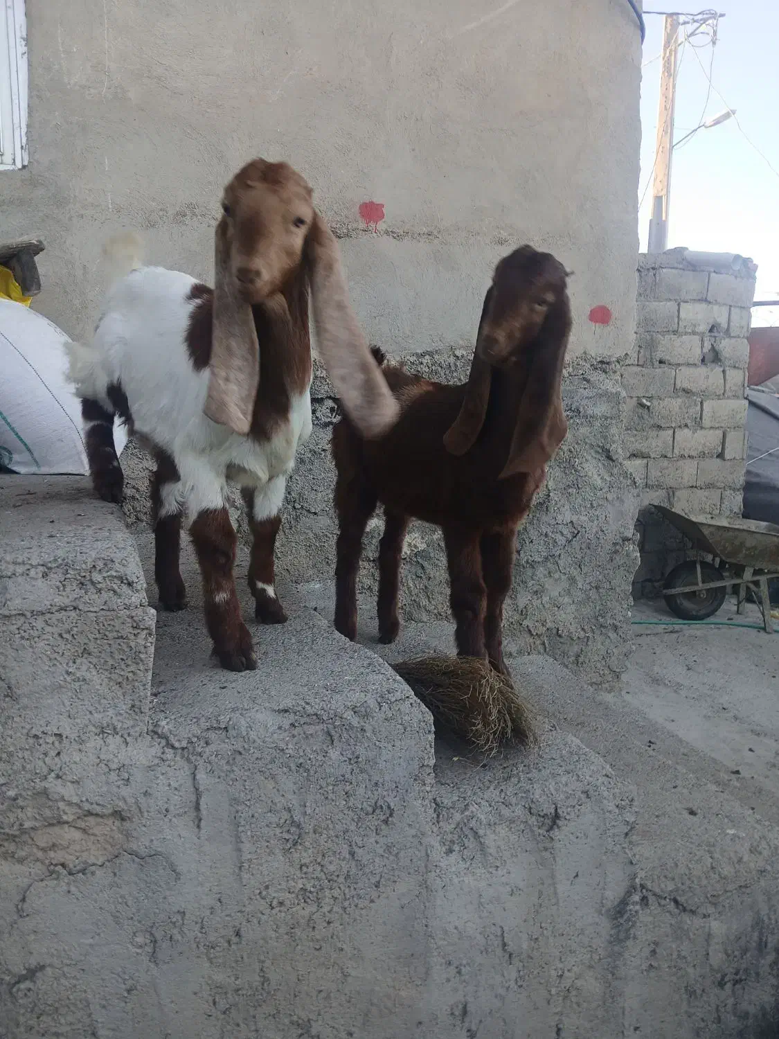 گوسفند|حیوانات مزرعه|اهر, |دیوار