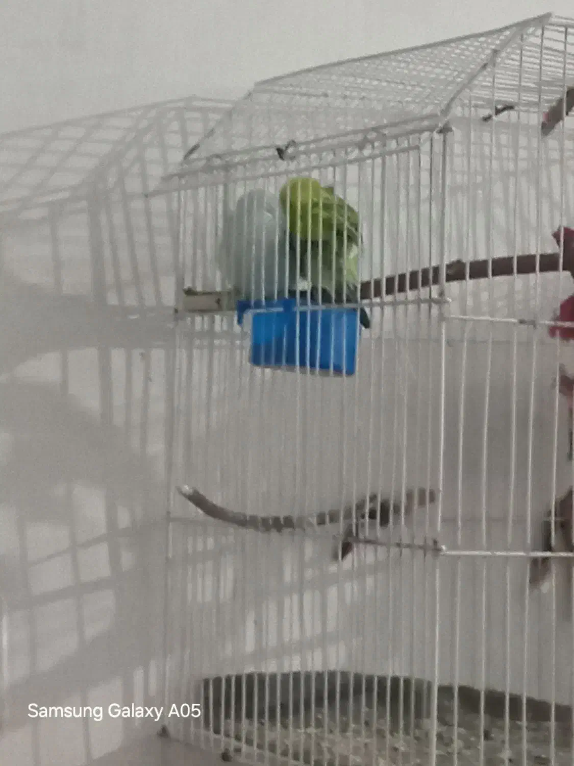 مرغ عشق|پرنده|تهران, امیر بهادر|دیوار