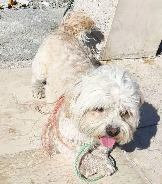 سگ خانگی شیتزو|سگ|نقده, |دیوار