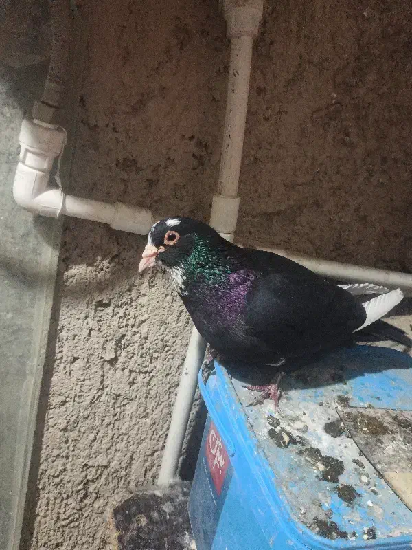 سیاه پلنگ ریش کنده|پرنده|کرمان, |دیوار