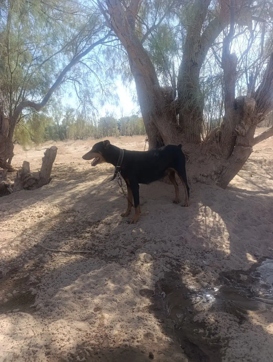 واگذاری سگ دوبرمن ماده|سگ|بم, |دیوار