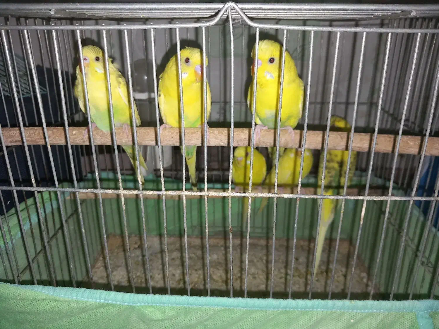 مرغ عشق و فنج|پرنده|خمینیشهر, |دیوار