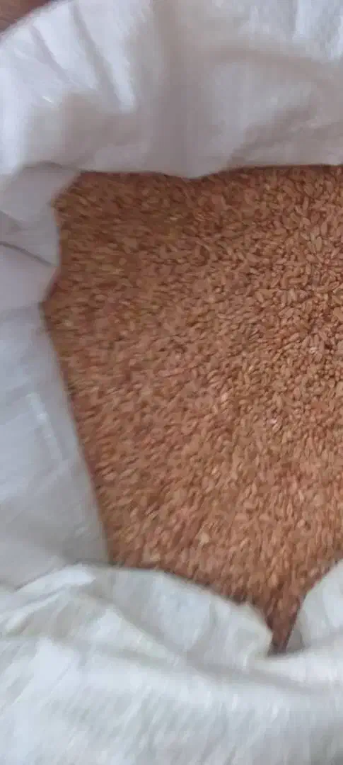 گندم مهرگان بوجاری شده|خوردنی و آشامیدنی|رامشیر, |دیوار