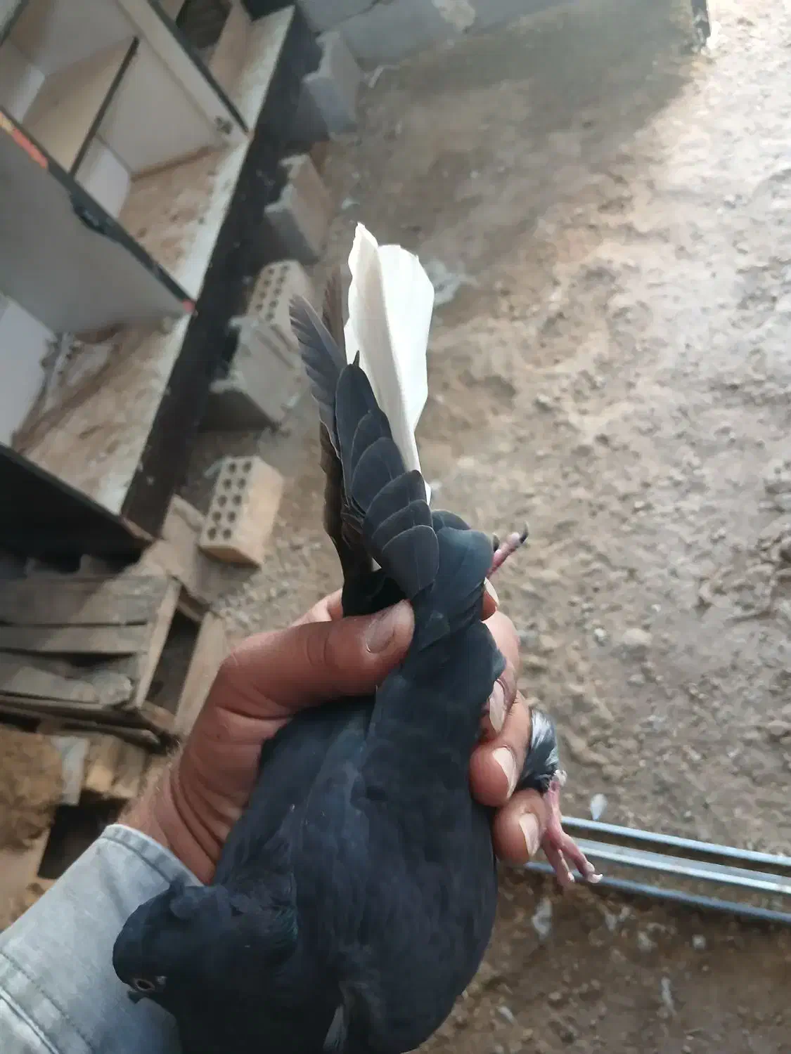 کبوتر رنگی|پرنده|شادگان, |دیوار