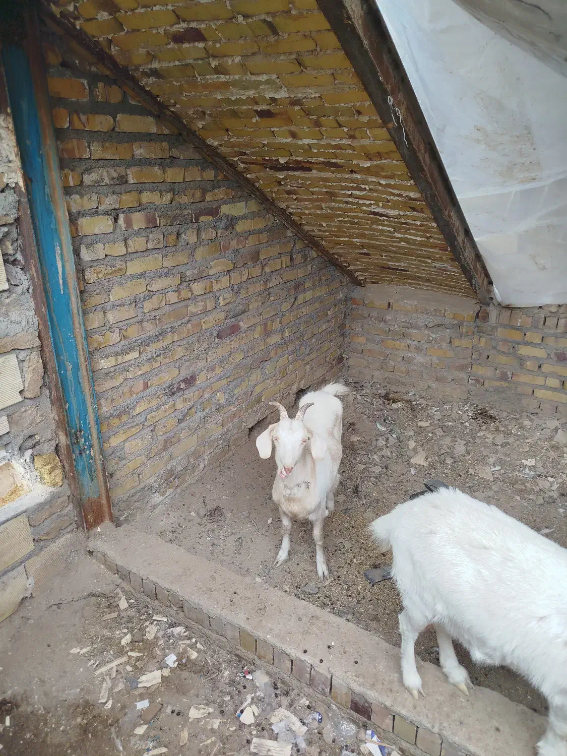 بز سانن یکساله|حیوانات مزرعه|تایباد, |دیوار