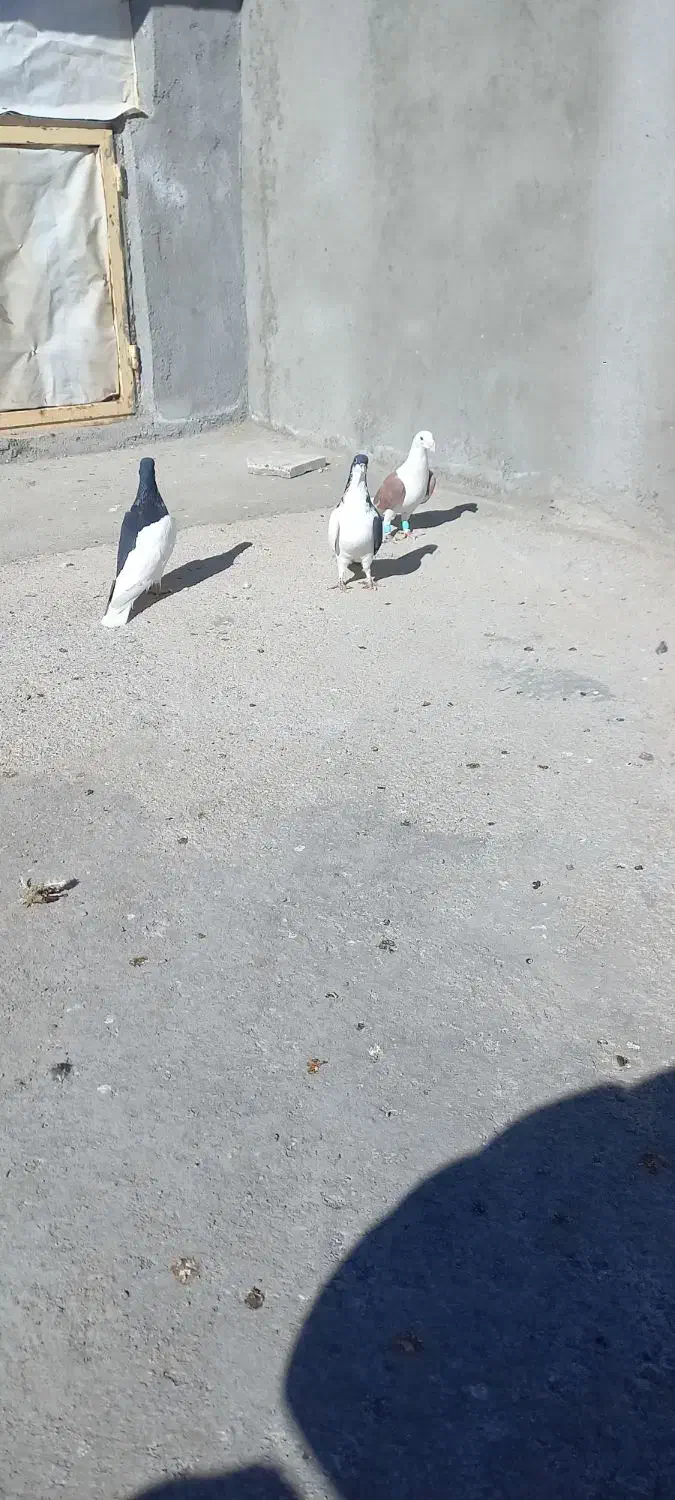 یه جفت یه بالی سیاه بدون عیب|حیوانات|شال, |دیوار