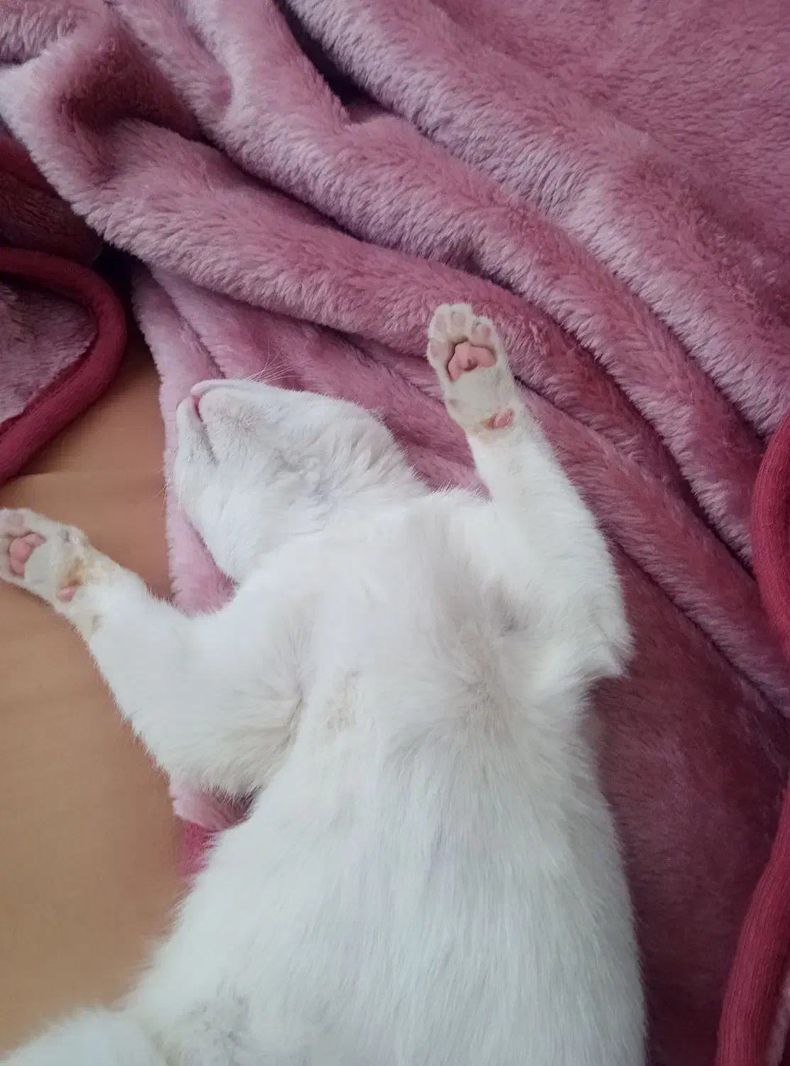 واگذاری گربه|گربه|زنجان, |دیوار