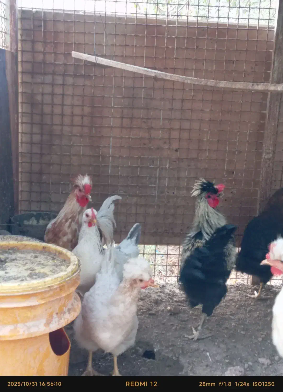 فروش خروس جوان جهت سربری و نگهداری|حیوانات مزرعه|گرمسار, |دیوار