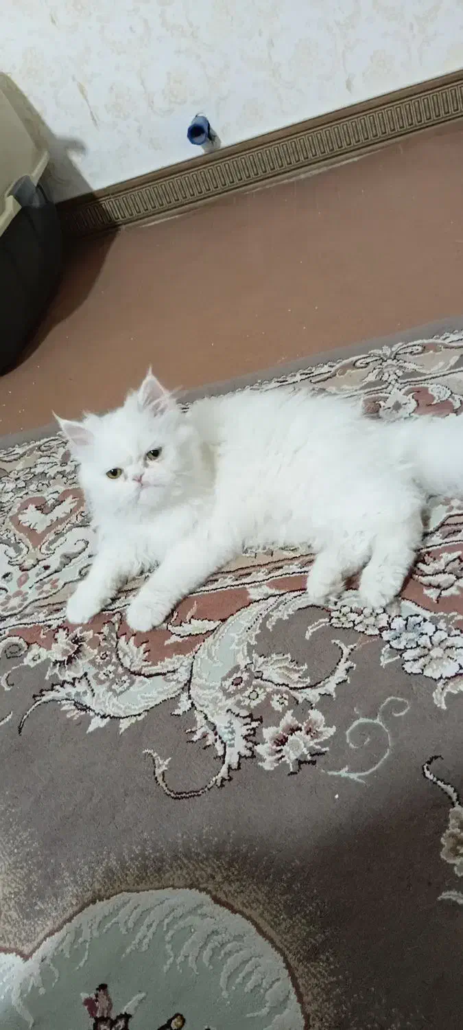 گربه پرشین|گربه|کرمانشاه, |دیوار