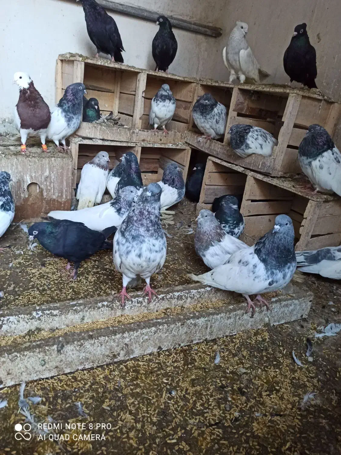 کفتر|پرنده|لیلان, |دیوار