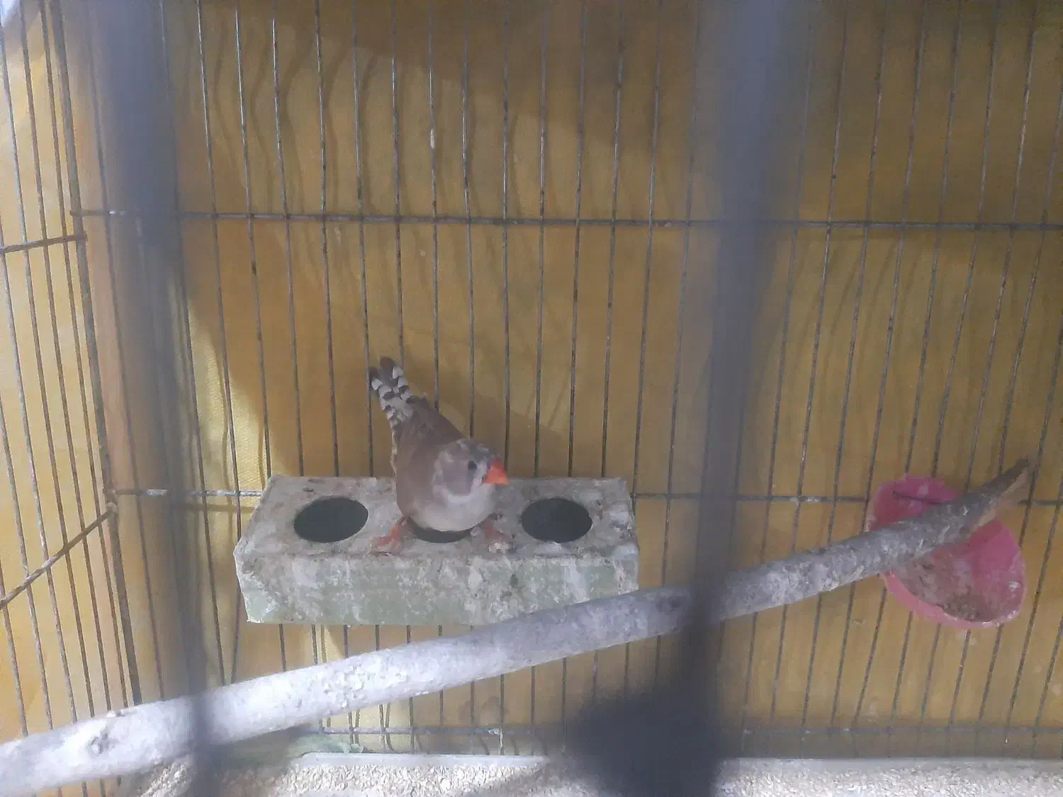 پرنده|پرنده|رومشکان, |دیوار