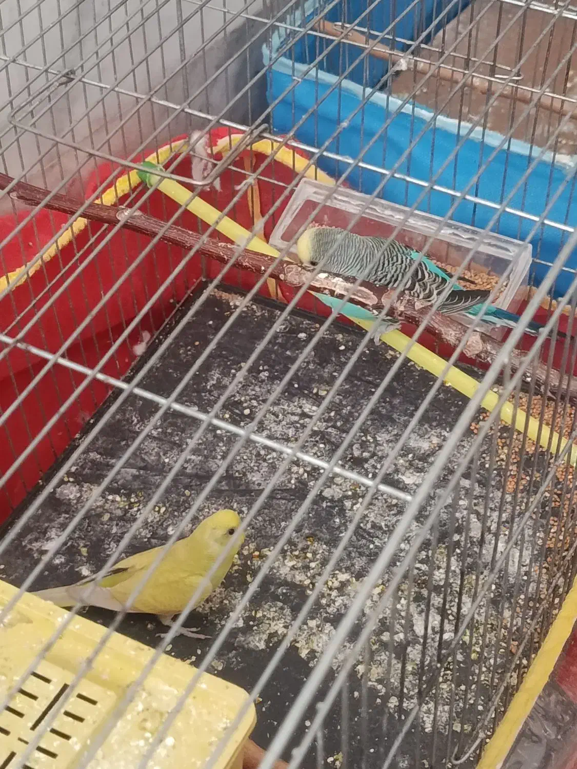 مرغ عشق|پرنده|جیرفت, |دیوار