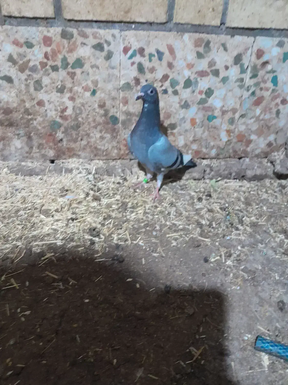 کبوتر جوجه پلاکی|پرنده|دزفول, |دیوار