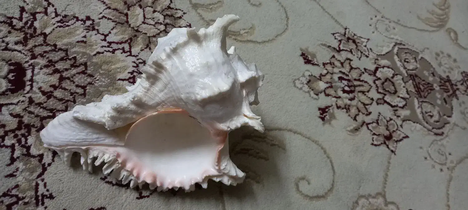 صدفهای خاص|ماهی|اصفهان, جلفا|دیوار