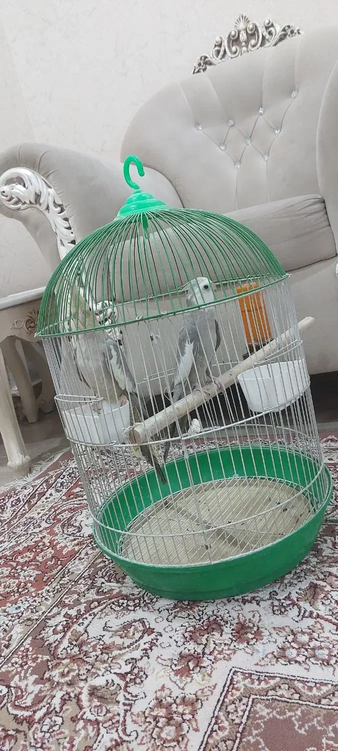 معاوضه با حیوانات مزرعه|پرنده|رشت, حومه رشت|دیوار