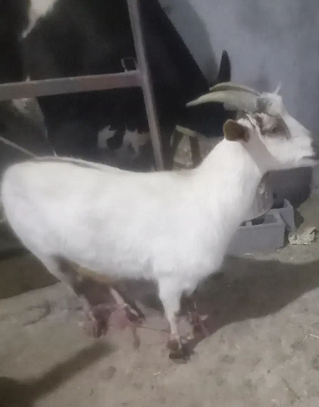 بز سانن|حیوانات مزرعه|تربت جام, میان جام|دیوار