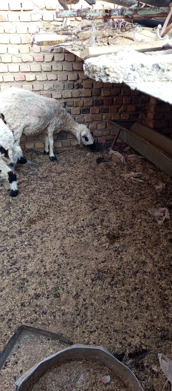 گوسفند ماده|حیوانات مزرعه|هامون, |دیوار