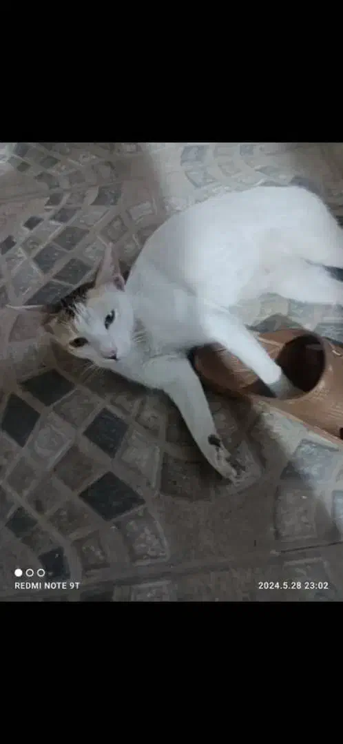 گربه گمشده  ۴ ملیون مژدگانی|حیوانات|دزفول, |دیوار