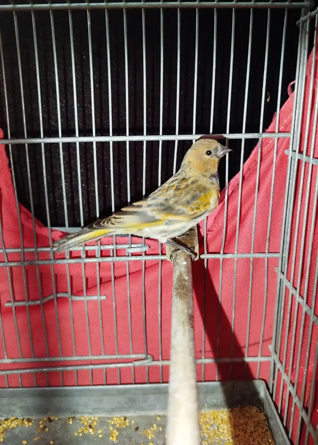 دوتا جوجه گلبسر نر|پرنده|ری, علایین|دیوار