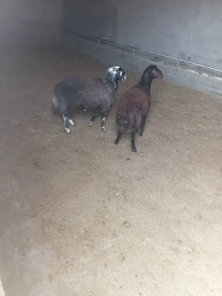 بره قورچی قره قزل داشتی|حیوانات مزرعه|خانمیرزا, |دیوار