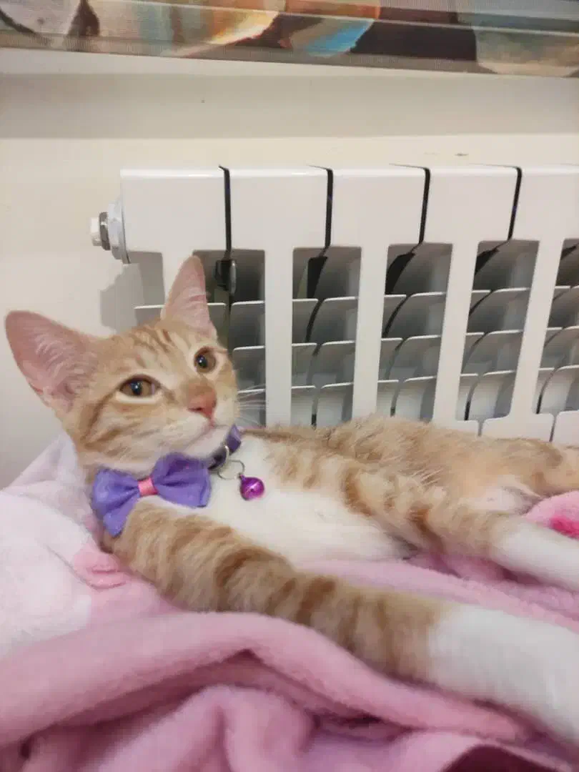 واگذاری رایگان بچه گربه|گربه|امیرکلا, |دیوار