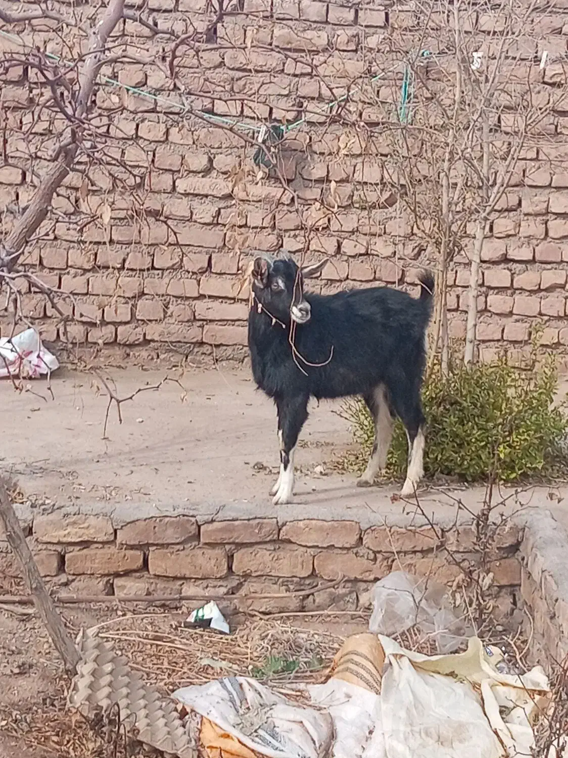 فروش یک راس بزغاله آلپاین نر|حیوانات مزرعه|میان جلگه, |دیوار
