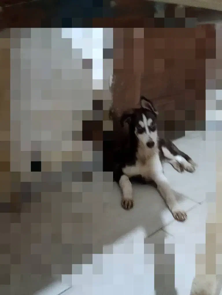 هاسکی|سگ|گرگان, |دیوار