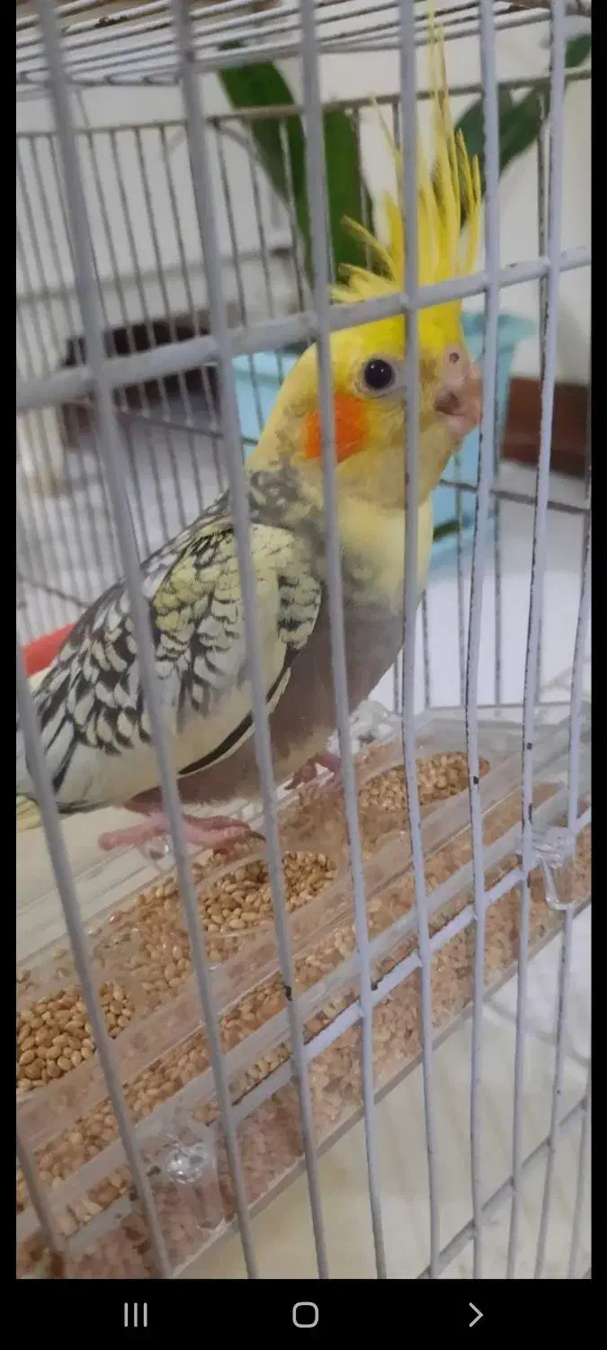 گمشده|حیوانات|ملارد, |دیوار