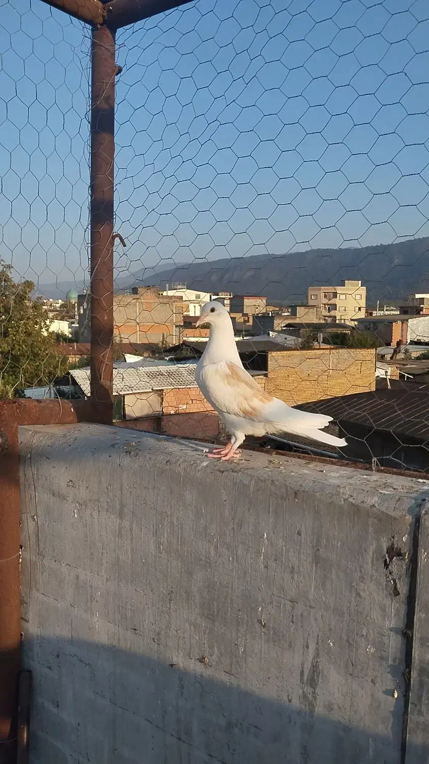 کبوتر دوبال|پرنده|دلند, |دیوار