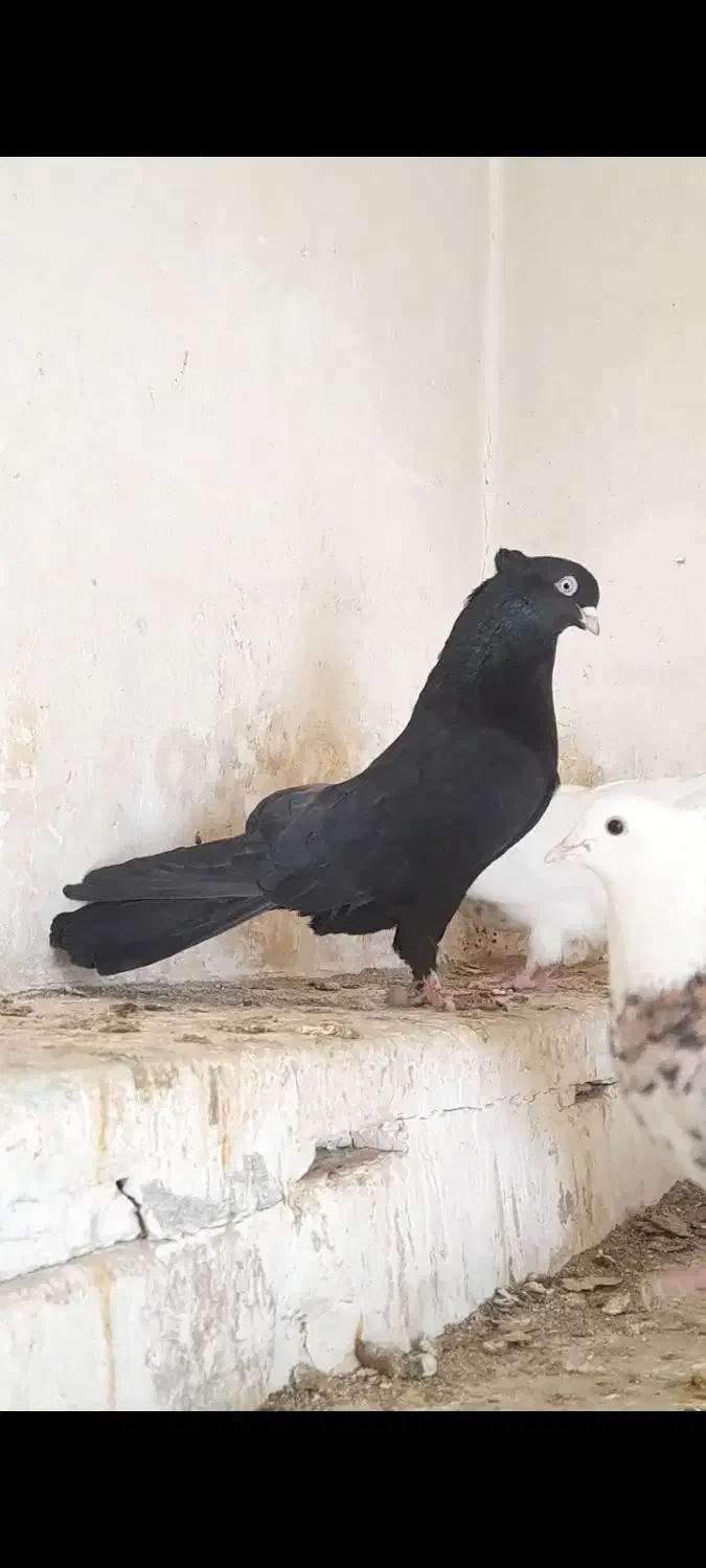 کبوتر سیاه واکسی|پرنده|بیجار, |دیوار