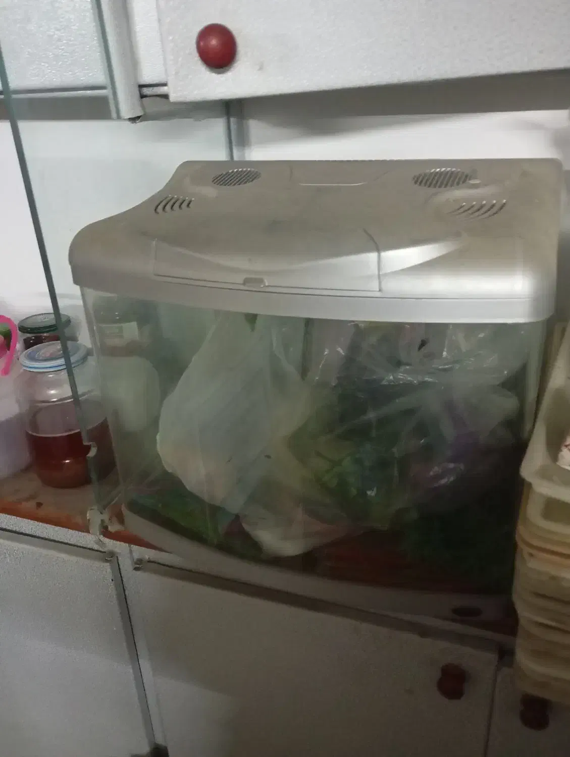 اکواریوم|ماهی|کرمانشاه, |دیوار