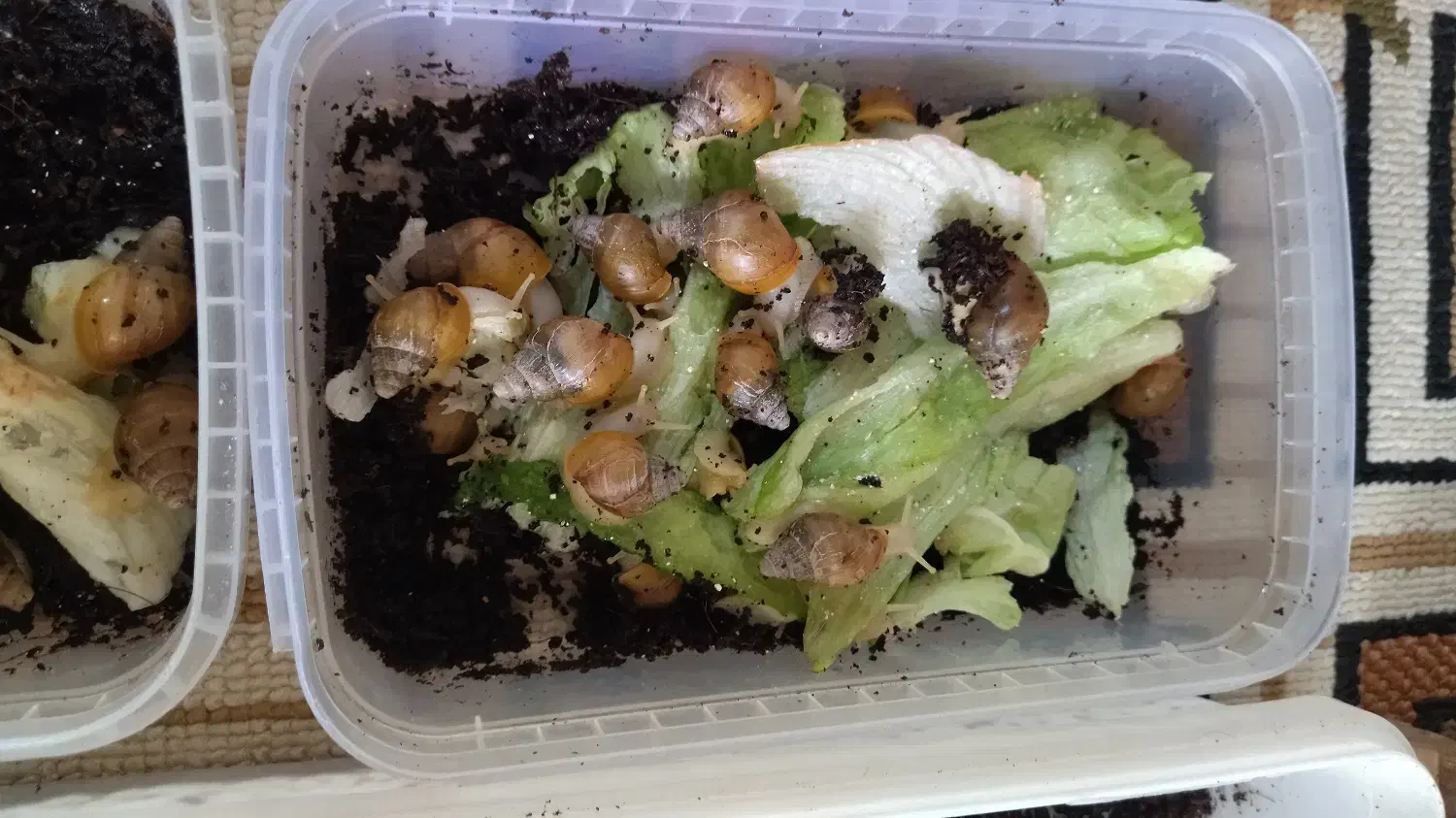 سرگرمی|خزنده|فولادشهر, بوستان خلیج فارس|دیوار