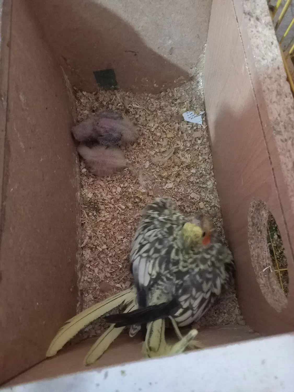 عروس با جوجه|پرنده|بندر ماهشهر, |دیوار