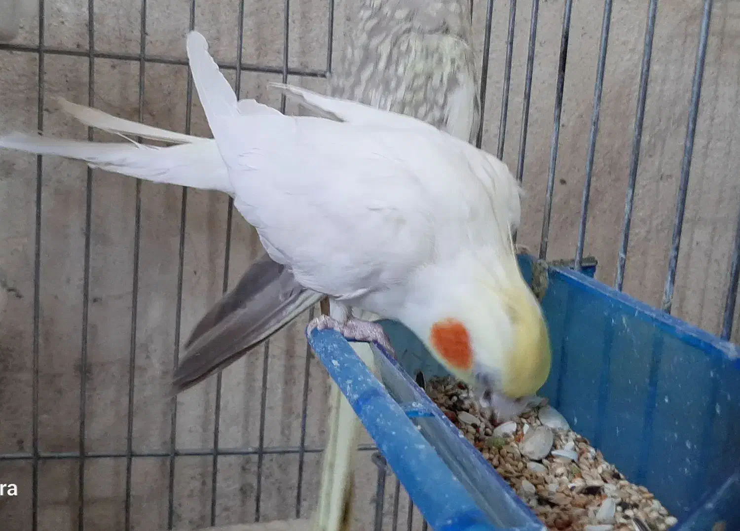 یک جفت عروس هلندی|پرنده|تفت, |دیوار