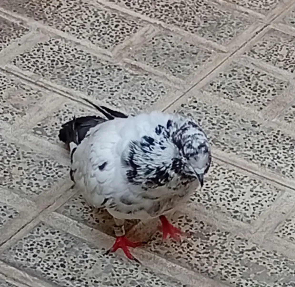 کفتر کله دم سبز|پرنده|تهران, مشیریه|دیوار