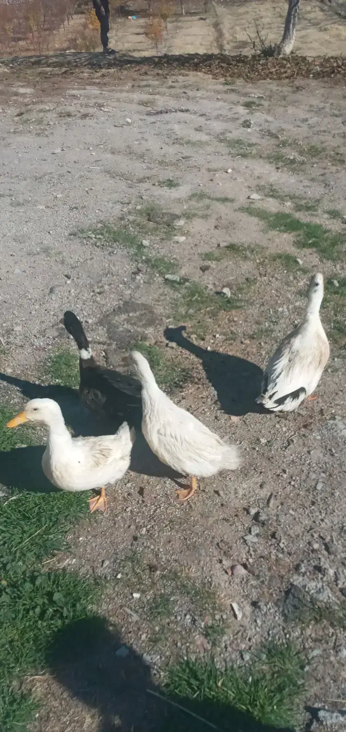 اردک نر وماده|حیوانات مزرعه|سیوان, |دیوار