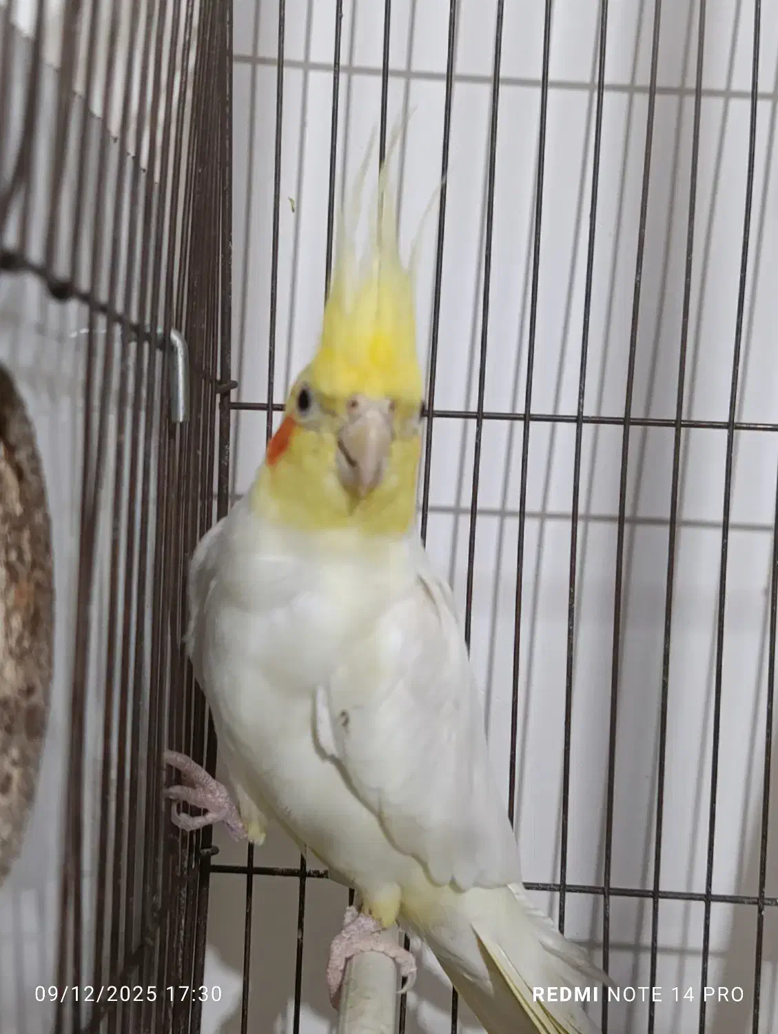 عروس هلندی|پرنده|میاندوآب, |دیوار