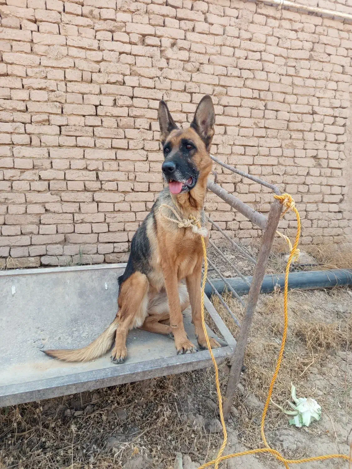 سگ ژرمن ماده جوان|سگ|تاکستان, |دیوار