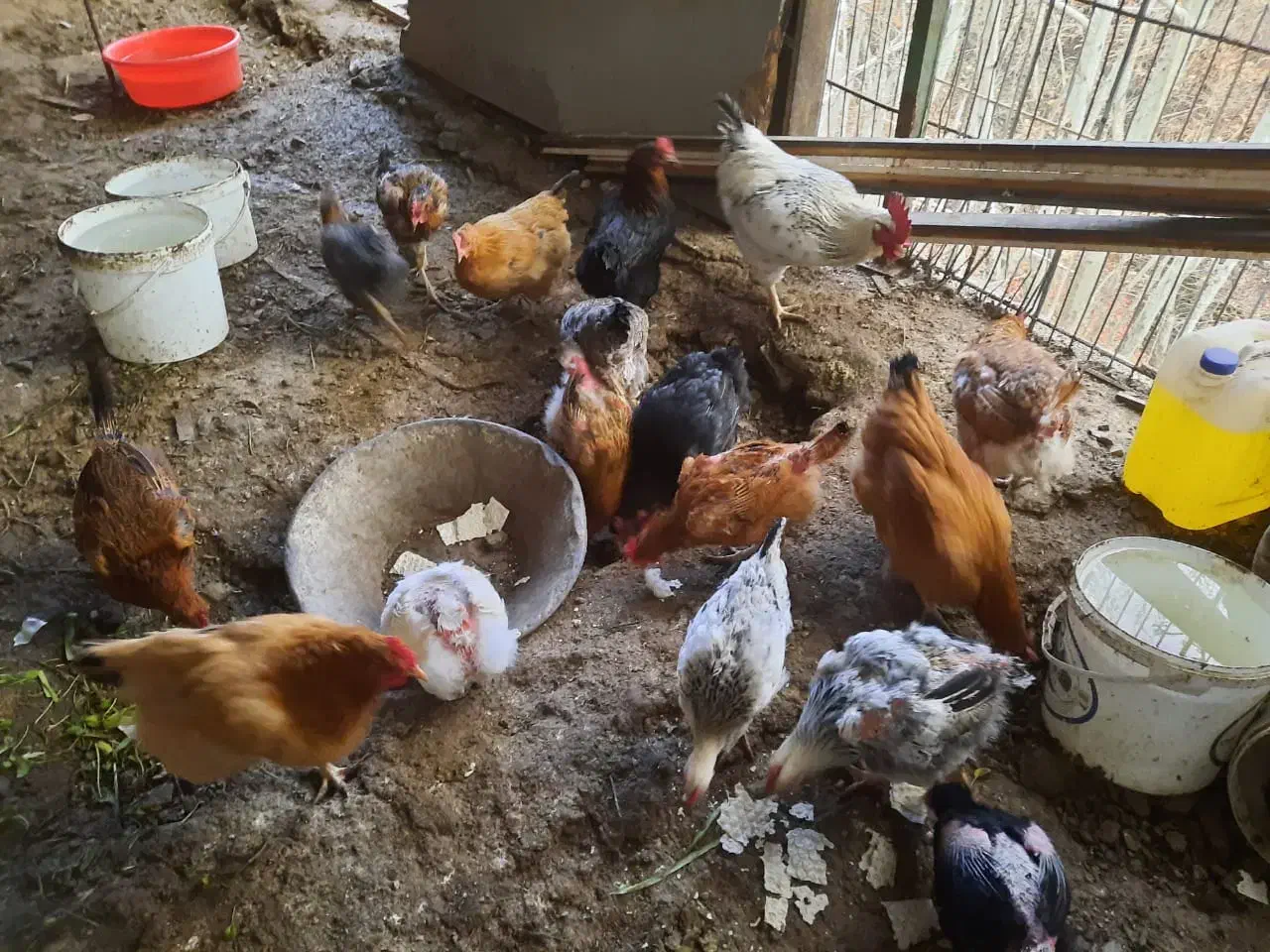 ۱۰  عدد مرغ   و ۱  خروس|حیوانات مزرعه|کوهسار (البرز), |دیوار