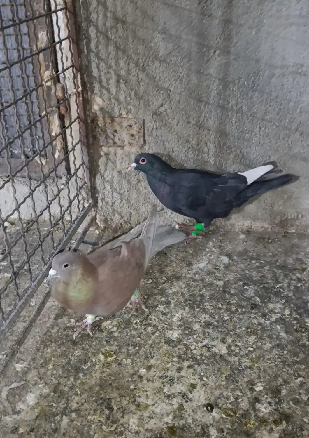 ۵ تا نر هوایی|پرنده|تربتحیدریه, طالقانی|دیوار