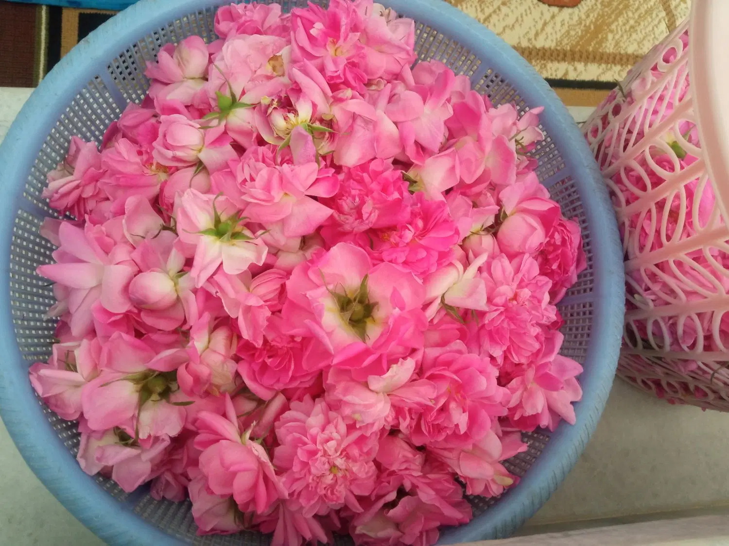 گل محمدی|گل و گیاه طبیعی|قروه, |دیوار