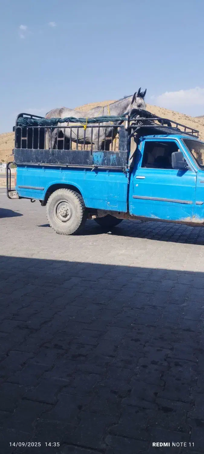 اسب نریان نژاد دار|اسب و تجهیزات اسب‌سواری|شیراز, دانشگاه شیراز|دیوار