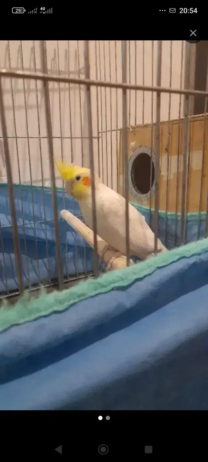 عروس هلندی|پرنده|مهاجران, |دیوار