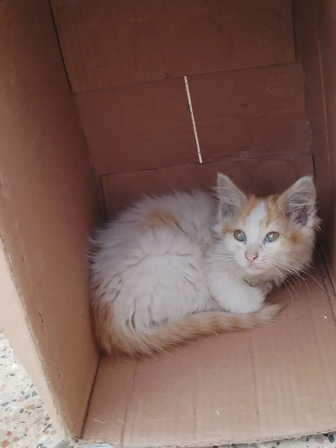 بچ گربه رایگان|گربه|لاهیجان, بازکیاگوراب|دیوار