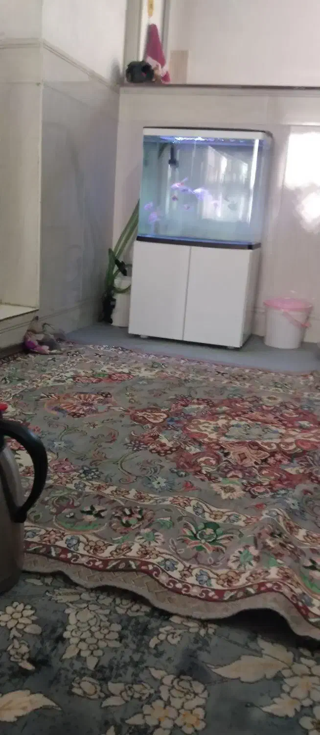 ماهی گلد فیش|ماهی|قیدار, |دیوار