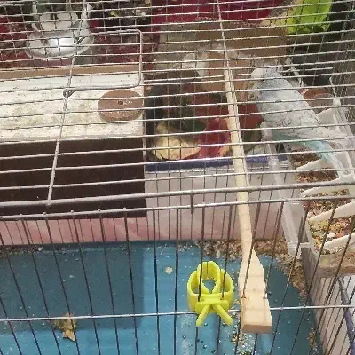 عروس و مرغ عشق|پرنده|الیگودرز, |دیوار