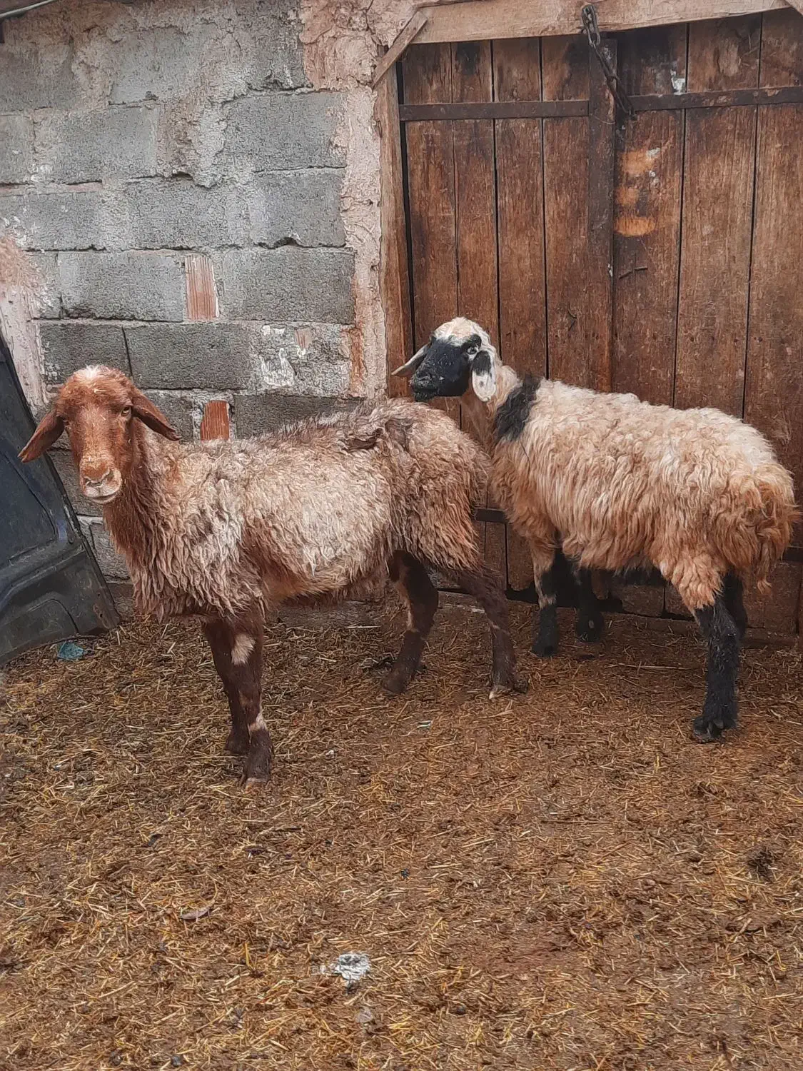 میش جوان|حیوانات مزرعه|نیشابور, دهنو|دیوار